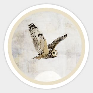 Short Eared Owl Sticker